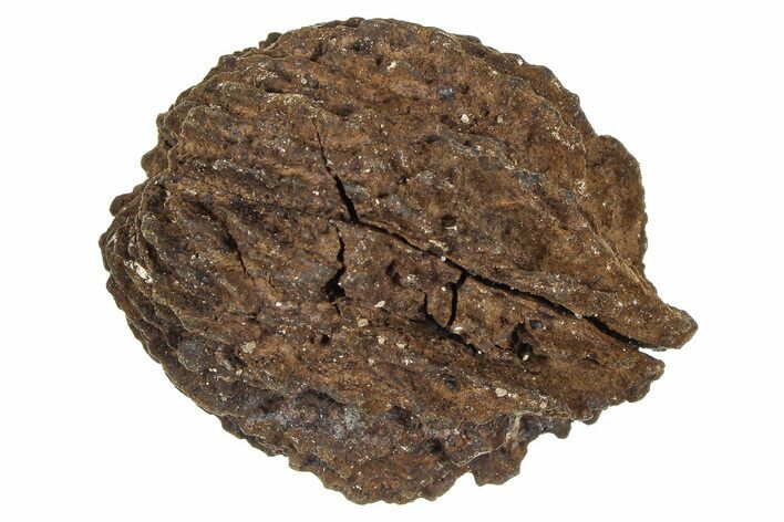 Pliocene Fossil Hickory Tree (Carya) Nut - France #365392